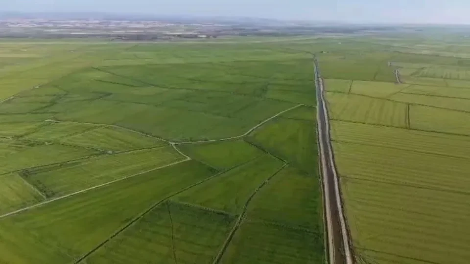 Çeltik Tarlalarında Kuraklığa Meydan Okuyan Bereket